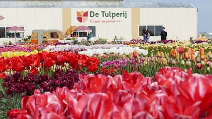 Tulpen plukken in de Bollenstreek